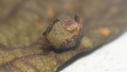 Réf. 343 387 : Orchestes testaceus